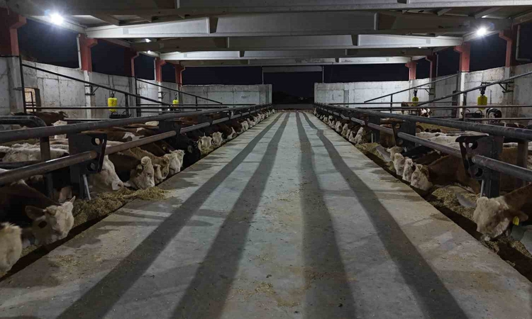 Ayrıntılar Netleşti: Şanlıurfa'daki Besi OSB, 120 bin büyükbaş kapasitesiyle et merkezi olmayı hedefliyor | İş