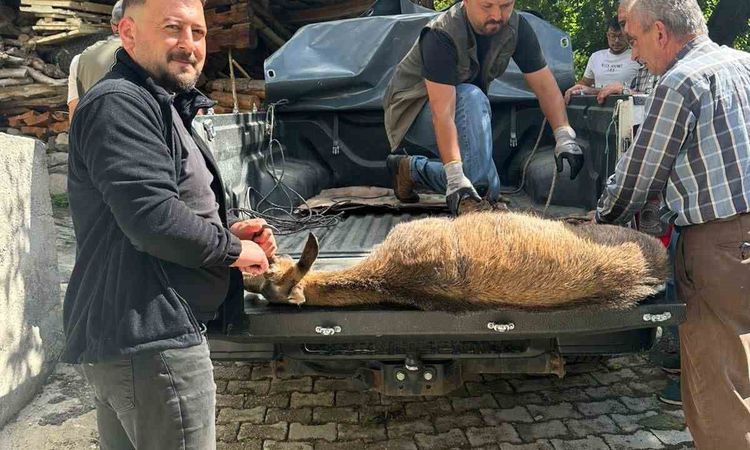 Ayrıntılar Netleşti: Şavşat'ta Bitkin Yaban Keçisi Koruma Altına Alındı - Son Dakika Bilgileri