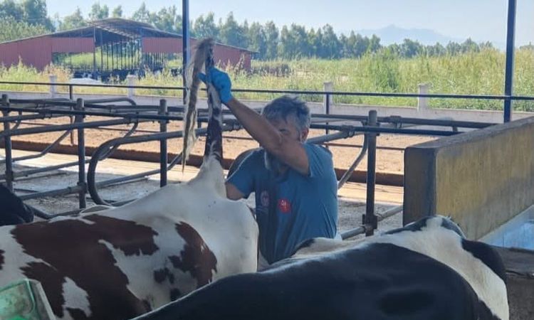 Ayrıntılar Netleşti: Söke’de hastalıktan ari işletmelerde rutin sağlık kontrolleri sürüyor | İşte Tüm Ayrıntıl