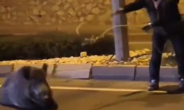 Ayrıntılar Netleşti: Söke'de yaralı yaban domuzunu kementle yakalayan Serkan Ay güvenli alana çekti | İşte Tüm