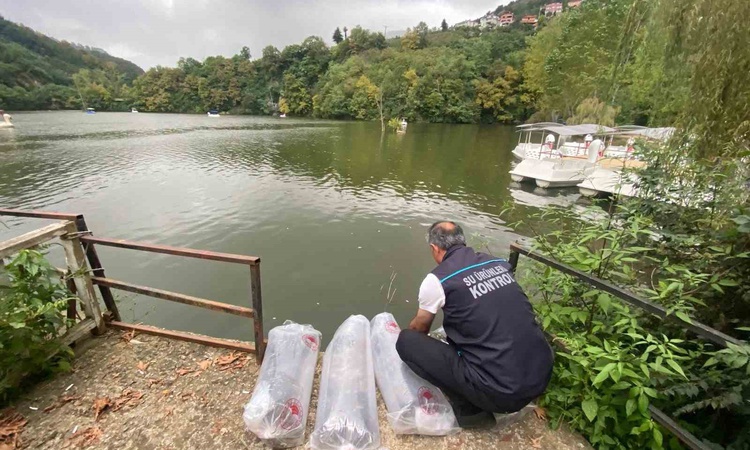 Ayrıntılar Netleşti: Trabzon Akçaabat'taki Sera Gölü'ne 40 bin yavru sazan salındı: Gelişmeler Takip Ediliyor