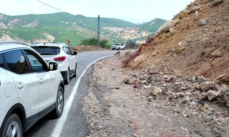 Ayrıntılar Netleşti: Tunceli'de Dağ Keçileri Tuz İhtiyacı İçin Yola İndi