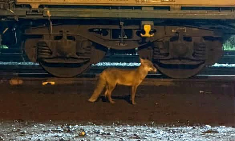 Ayrıntılar Netleşti: Uzmanlar Muratlı'da tren istasyonu yakınında görülen tilki nedeniyle uyardı ve Merak Edil