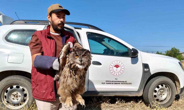 Ayrıntılar Netleşti: Yaralı Puhu Kuşu Koruma Altına Alındı | İşte Tüm Ayrıntılar