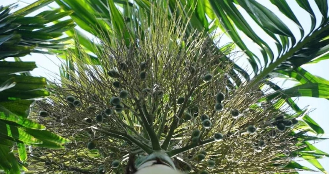 He started making billions when he decided to cut down those trees in his garden - Breaking News