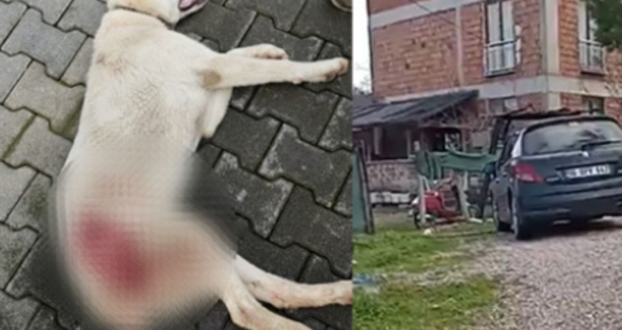Bahçeye giren sokak köpeğini gözünü kırpmadan öldürdü! - Son Dakika Haberleri - Son Dakika Bilgileri
