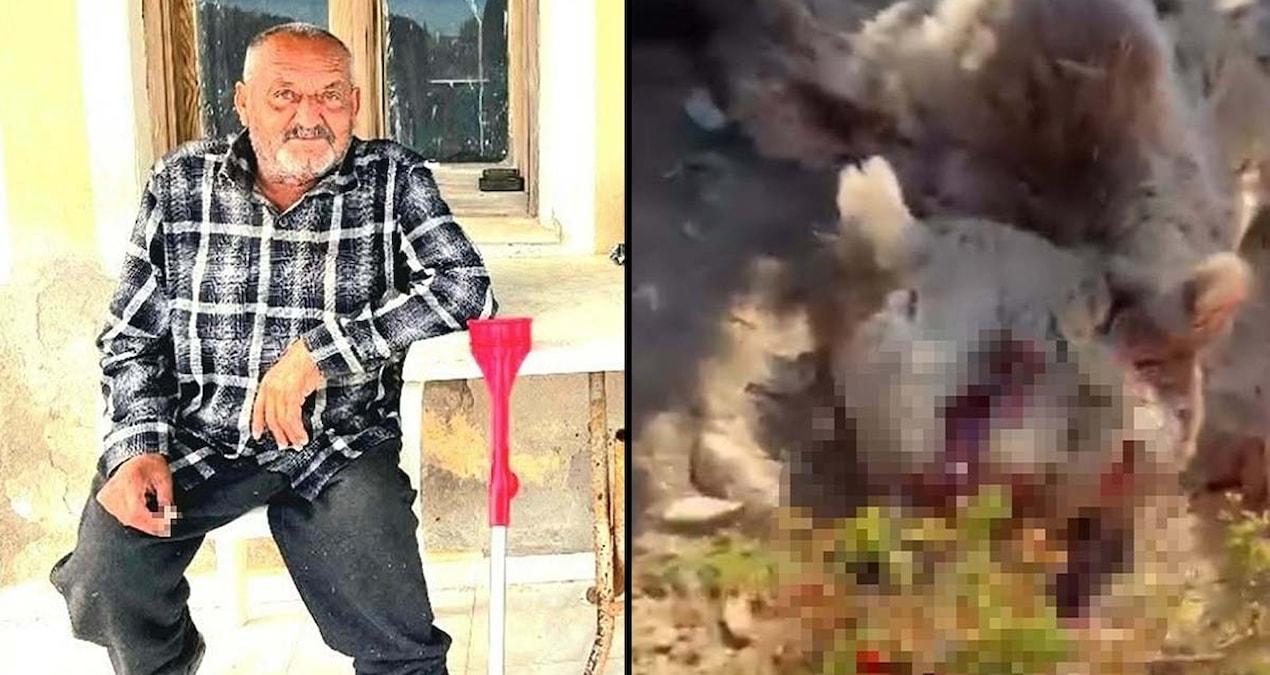 The bear that killed the man sleeping on the balcony was shot and killed - Breaking News