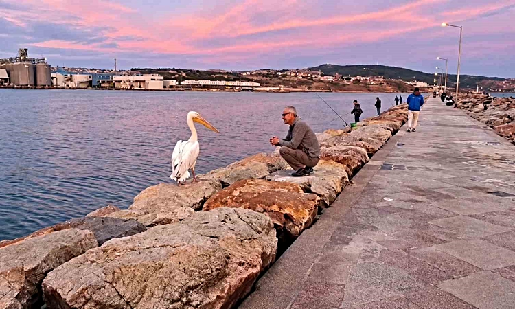 Bandırma mendireğinde pelikan sürprizi - Son Dakika Bilgileri