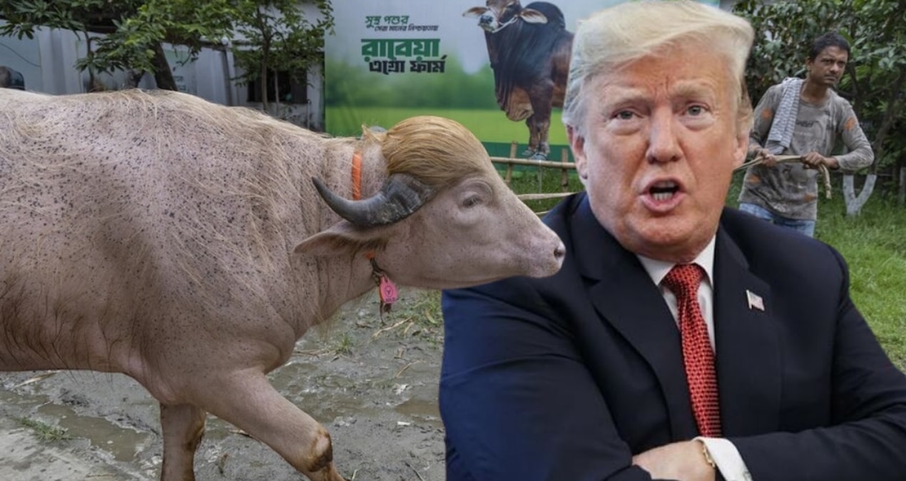 Kritik Açıklama: Bangladeş'te 'Donald Trump' lakaplı manda kesilmekten son anda kurtarıldı - En Son Haber: Gel