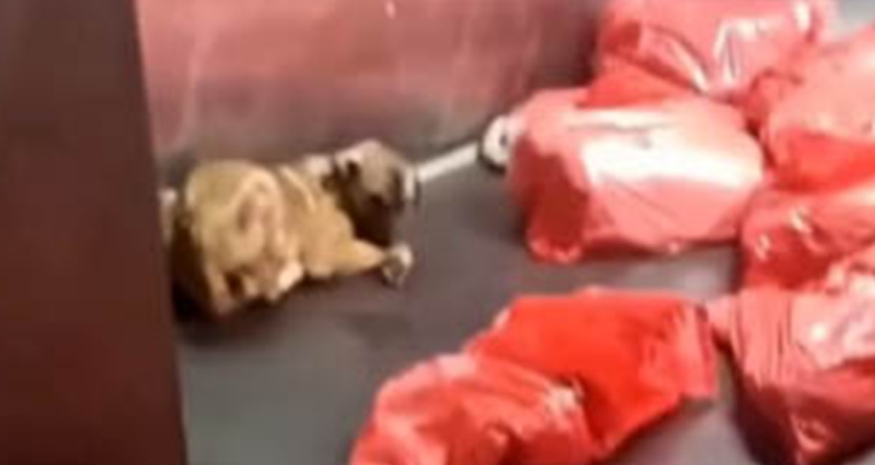Kritik Açıklama: Barınakta çöp poşetlerindeki ölü köpekler bulundu! Soruşturma başlatıldı - Son Dakika: Gelişm