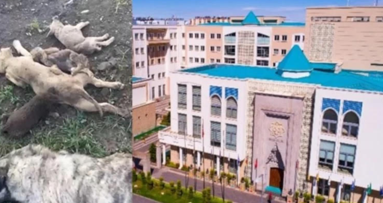 Gündemden Son Bilgiler: Barınaktaki “katliam” iddialarında yeni gelişme: Mahkeme soruşturmanın önünü açtı - So