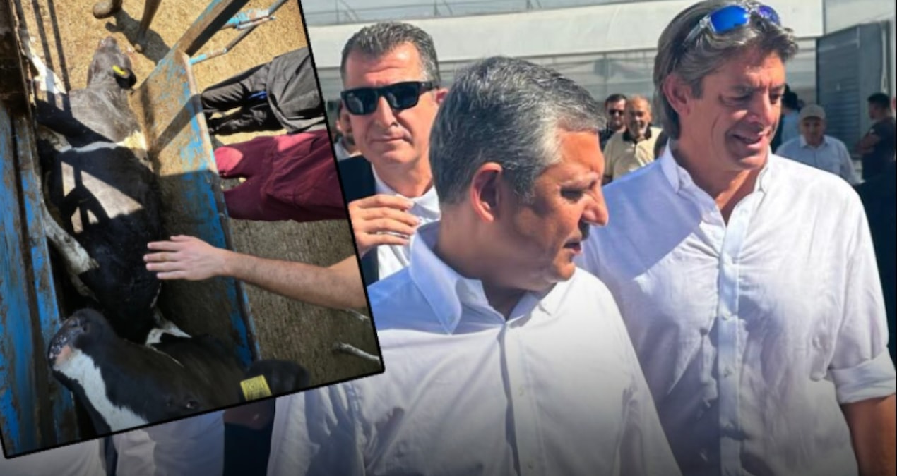 His cow died during the raid! The certificate of CHP's shadow minister's farm was revoked - Last Minute