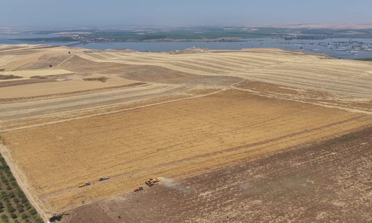 Lentil harvest, which contributed over 1 billion TL to Batman's economy, has been completed - News