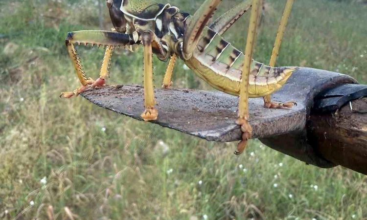 Carnivorous grasshopper spotted in Batman - News
