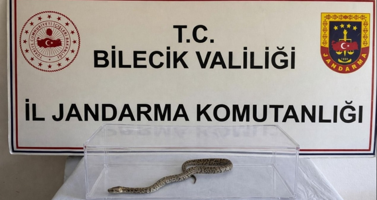 Ayrıntılar Netleşti: Bilecik'te evde nesli tükenmekte olan piton ele geçirildi - En Son Haber - Son Dakika Bil
