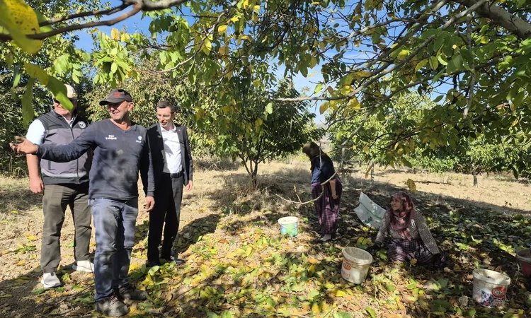 Bilecik Yenipazar'da ceviz hasadı resmen start aldı, Kaymakam Polat üreticilerle buluştu ve Merak Edilenler