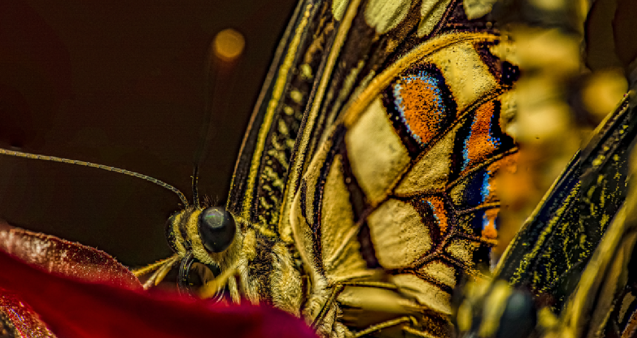 It came from thousands of kilometers away: Appeared for the first time - Breaking News