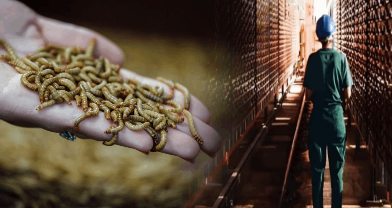 Böceklerden protein üreten Fransız devi iflas etti! - Son Dakika | İşte Tüm Ayrıntılar
