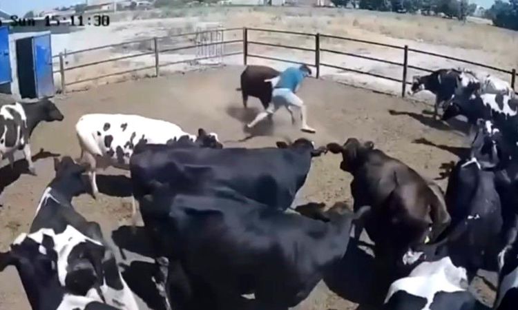The breeder attacked by the bull survived great danger, those moments were caught on camera - Last Minute