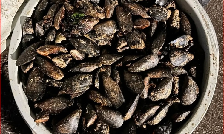 Bolu'da jandarma, Abant gişelerinde 650 kilo bozuk midyeyi imha etti | İşte Tüm Ayrıntılar