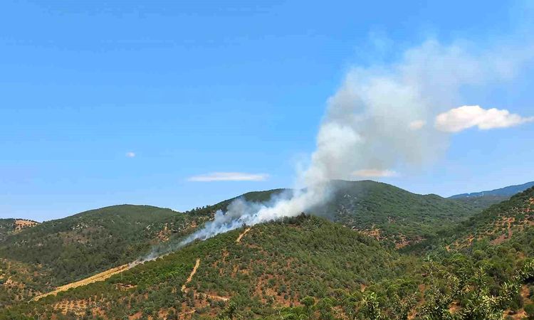 Kritik Açıklama: Burhaniye'de çıkan orman alevlerı dizginlendi - Son Dakika - Son Dakika Bilgileri