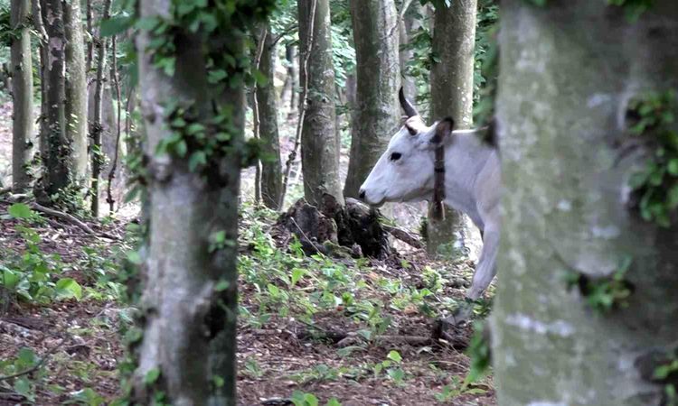 Bursa's 'free sacrificial animals' grow in the mountains - Breaking News