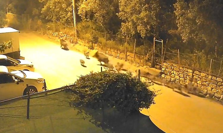 A Herd of Wild Boars Searching for Food in Bursa Landed in the City Center - Breaking News