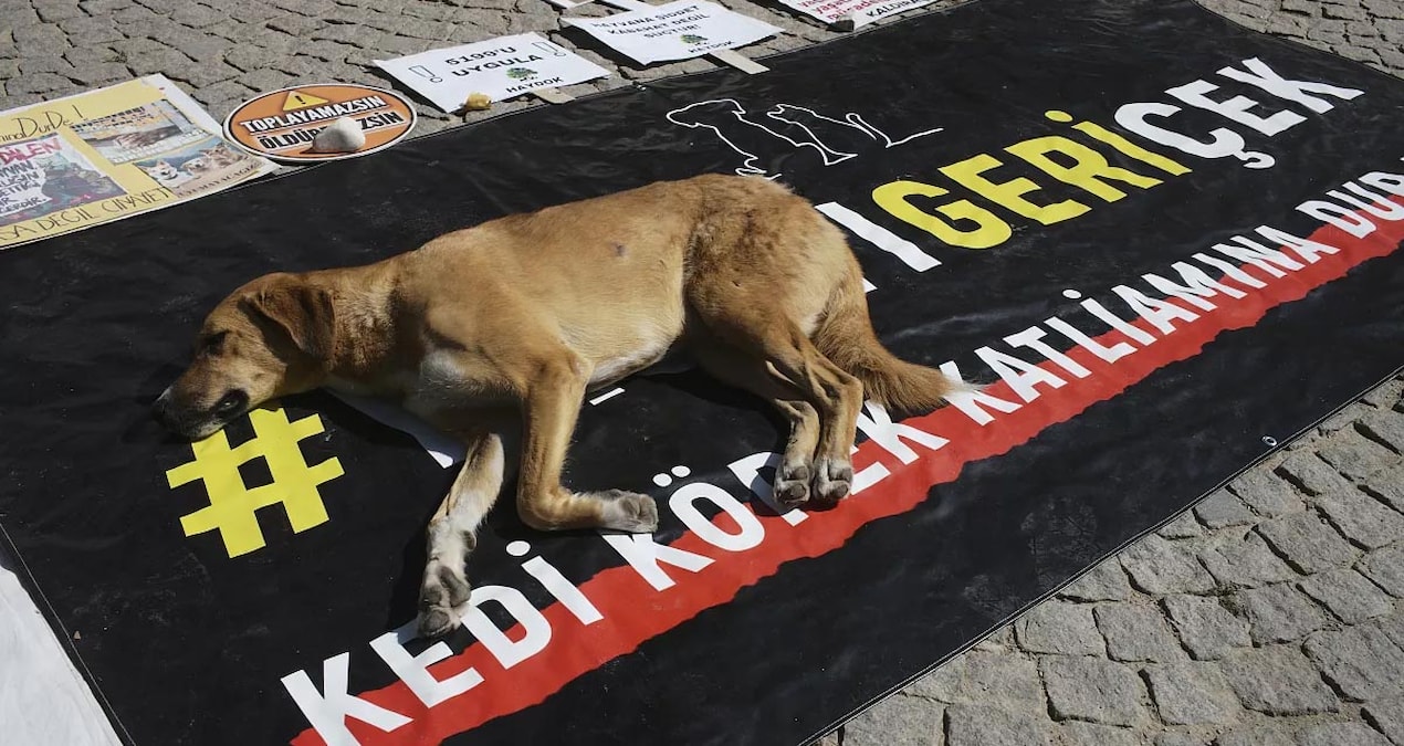 Gündemden Son Bilgiler: Çeşme’deki Hayvan Rehabilitasyon Merkezi’nde ölen köpekle ilgili idari soruşturma - Ha