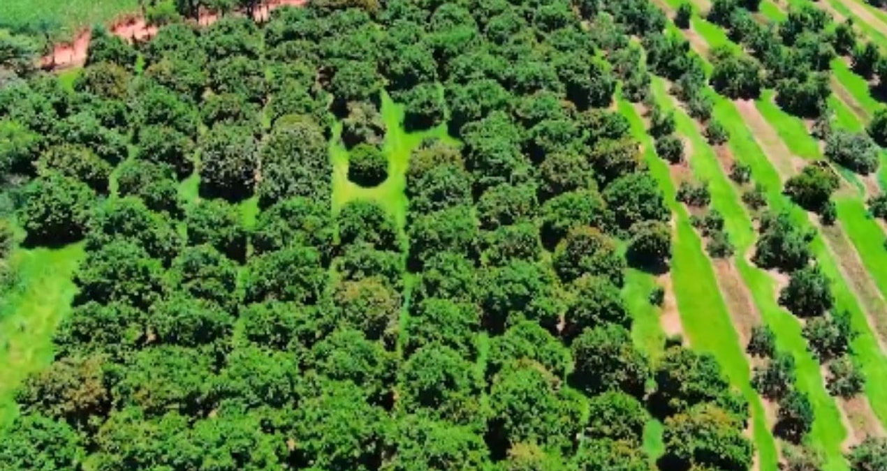 Farmers found their new favorite: Those who plant this are turning the corner - Breaking News