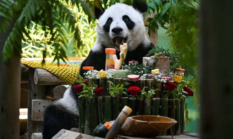 Kritik Açıklama: Çin'de Dev Panda Xing Mei'nin 15. Doğum Günü Kutlandı - Son Dakika