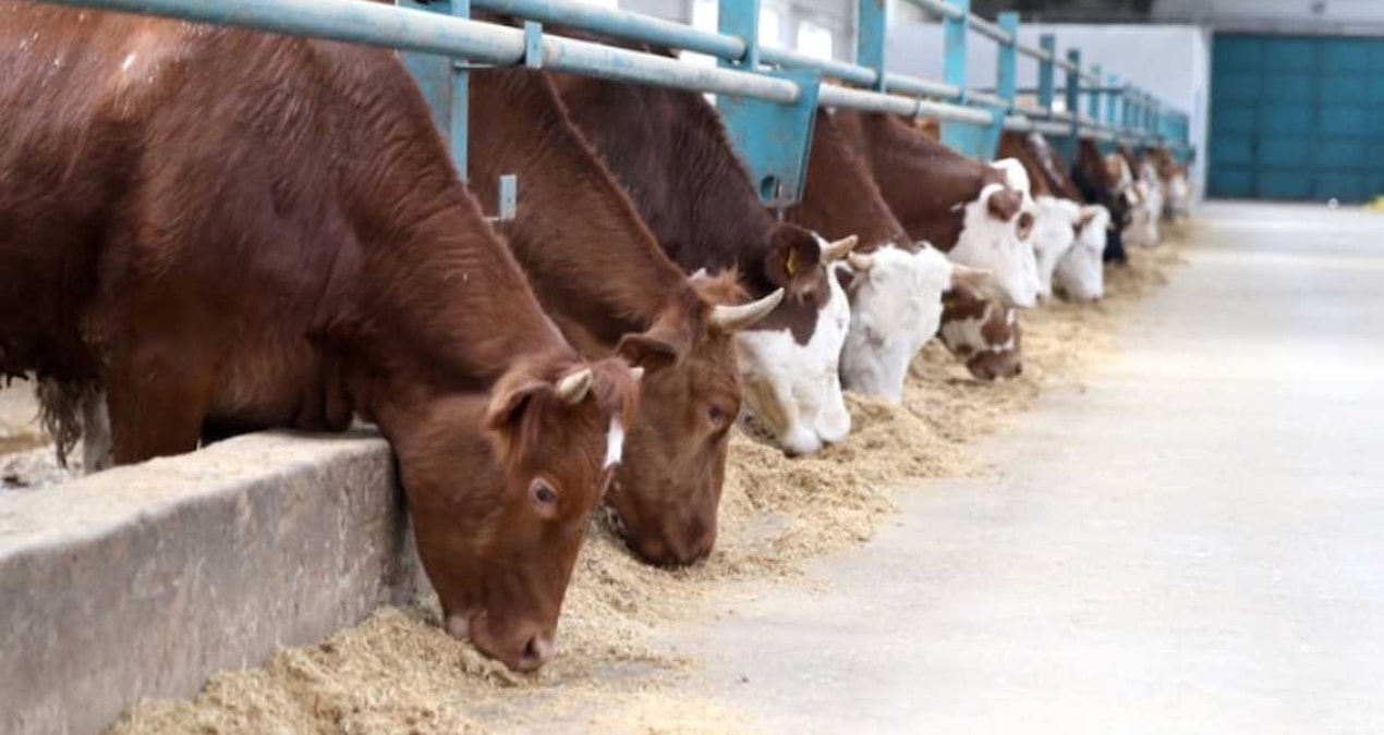 Disease that reduces sexual desire spread from animals to humans - Breaking News