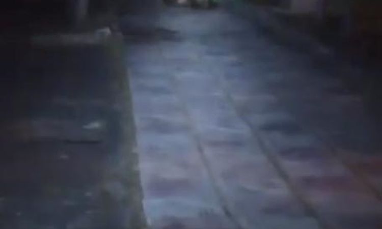Brown bear spotted in children's playground - News