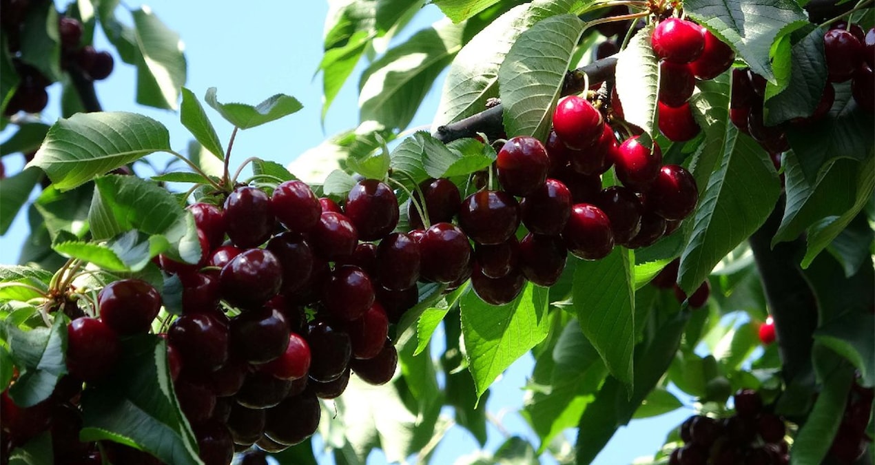 Couple who plucked cherries from their branches and ate them died - News
