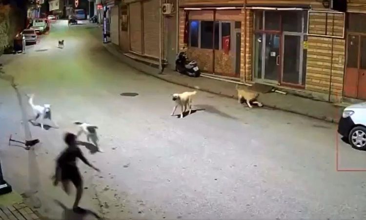 Kritik Açıklama: Dehşete düşüren anlar: Sokak köpekleri 10 yaşındaki çocuğu parçalıyordu - Son Dakika ve Merak
