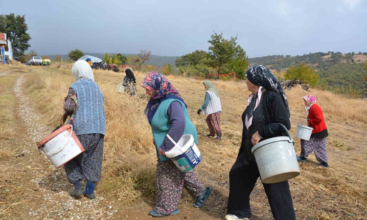 Demirci'de kadınlar yılda yaklaşık 450 ton çitlembik toplayıp kurutarak satıyor: Gelişmeler Takip Ediliyor