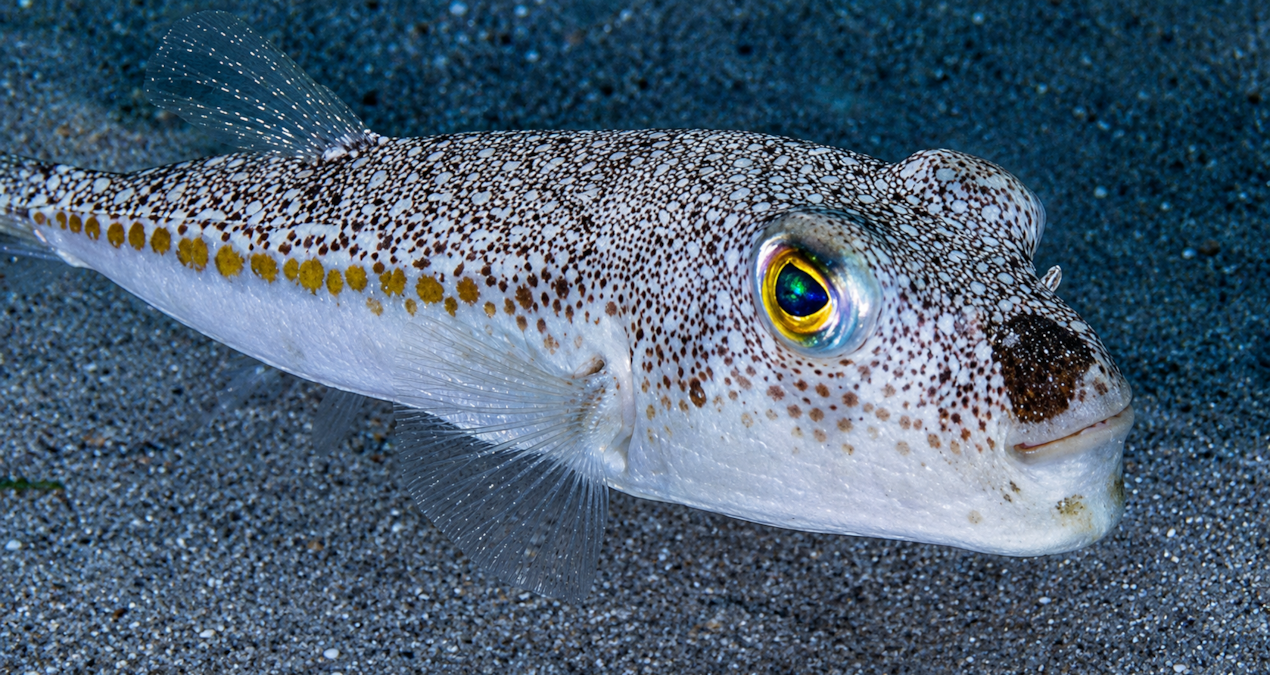 Support limits have been updated: Limits for fighting that fish have increased 5 times - Latest News