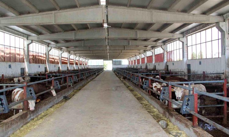 Fattening Farm Established with State Support Operates at Full Capacity.