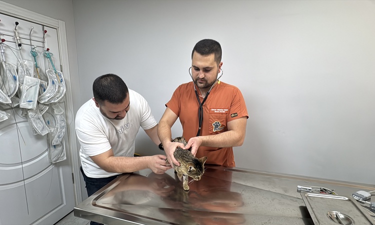 Diyafram fıtığı olan kedi Ballı, Afyonkarahisar'da operasyonla rahat nefes aldı | İşte Tüm Ayrıntılar
