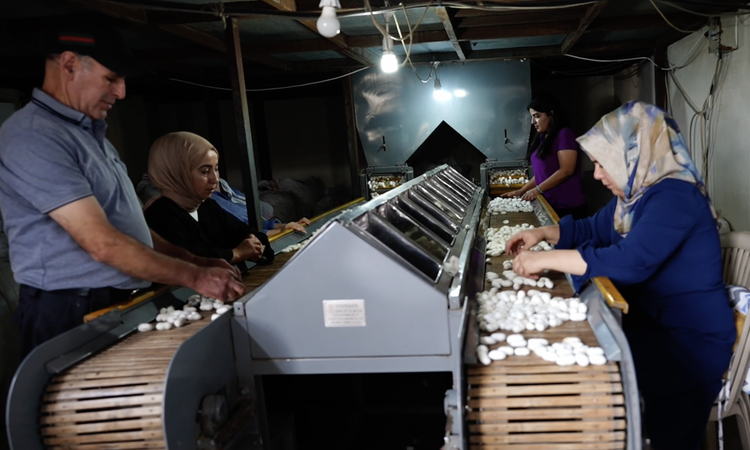 Diyarbakır Kulp'taki ipek fabrikası bin çiftçiye gelir, 35 kişiye istihdam sağlıyor - Son Dakika Bilgileri