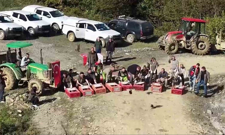 DKMP, biyolojik çeşitlilik için Sinop'ta 550 sülünü doğayla buluşturdu: Gelişmeler Takip Ediliyor