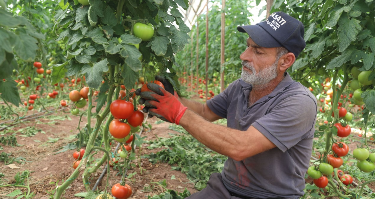 Son Gelişme: Domateste yaz hasadı resmen start aldı: Tarladan markete gidene kadar fiyat 7 kat katlanıyor - En