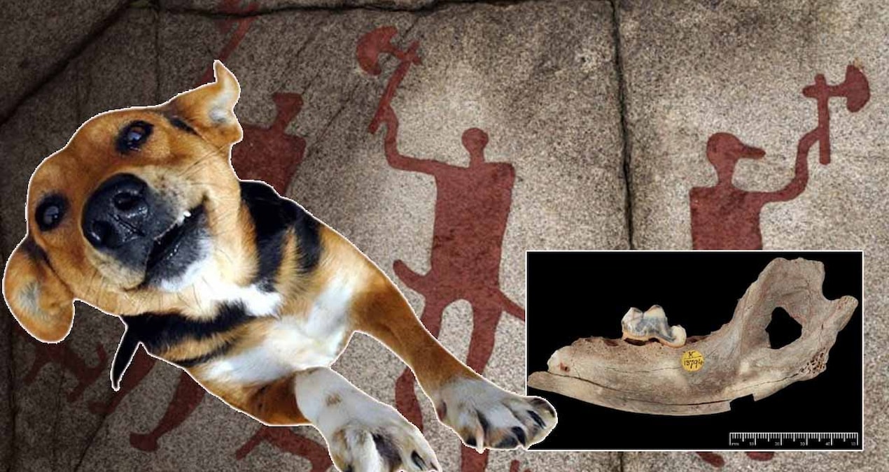 Kritik Açıklama: Dünyanın en eski evcil köpeği bakın hangi ilimizden çıktı: 15.800 yıllık gizem çözüldü - En S