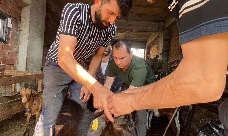 Düzce’de küçükbaş hayvanlara aşılama ve küpeleme - Son Dakika | İşte Tüm Ayrıntılar