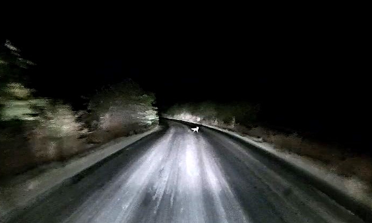 Edirne’de araç farlarına yakalanan tilkinin kaçış anı kamerada | İşte Tüm Ayrıntılar