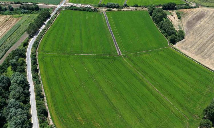 Water abundance for paddy in Edirne: Yield will exceed 400 thousand tons - Last Minute