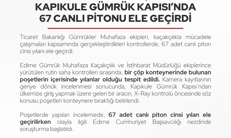Edirne'de çöp konteynerine bırakılan poşetlerden 67 canlı piton çıktı: Gelişmeler Takip Ediliyor