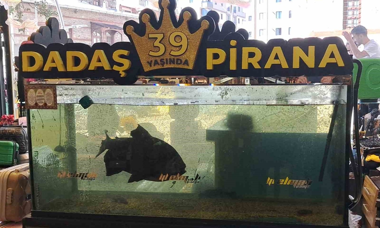 Erzurum'da Dadaş Pirana 39 yıllık ömrüyle 8 yıldır Kamil Elmalı'nın bakımında yaşıyor ve Merak Edilenler