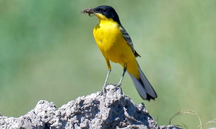 The yellow guest of Erzurum Plain was caught on camera - News
