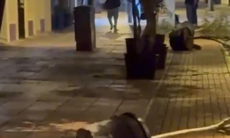 Eskişehir'de saksıları tek tek deviren kişi cep telefonu kamerasıyla görüntülendi - Son Dakika Bilgileri