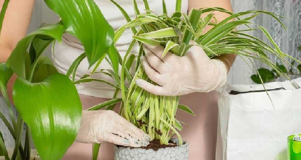 Never accept these 3 flowers as a gift to avoid grief and sadness in your home - Last Minute